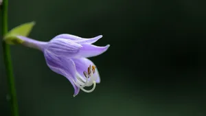 紫色的玉簪花图片_7