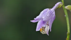 紫色的玉簪花图片_8