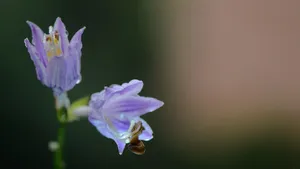 紫色的玉簪花图片_10