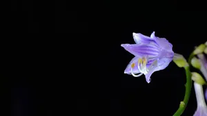 紫色的玉簪花图片_11