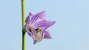 紫色的玉簪花图片_12