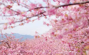 唯美樱花图片壁纸_2