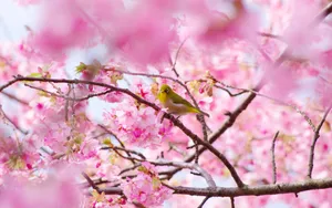 唯美樱花图片壁纸_3