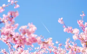 唯美樱花图片壁纸_4