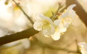 黄色梅花图片