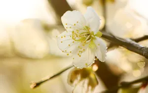 黄色梅花图片_2