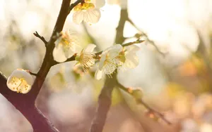 黄色梅花图片_3