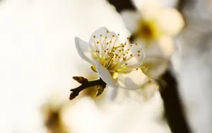 黄色梅花图片_4