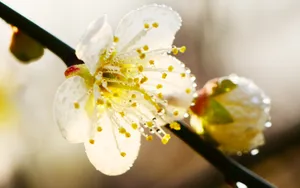 黄色梅花图片_5