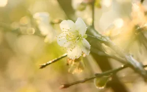 黄色梅花图片_6