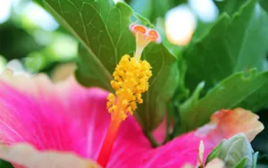 高清花蕊图片