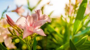 唯美高清花卉壁纸_3