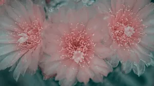 唯美高清花卉壁纸_5