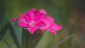 唯美高清花卉壁纸_6
