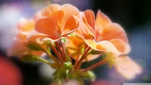 唯美高清花卉壁纸_7