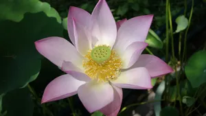 唯美高清花卉壁纸_8