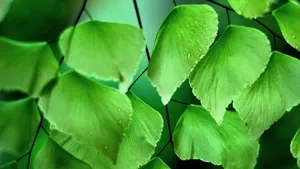 植物高清大图宽屏壁纸_4