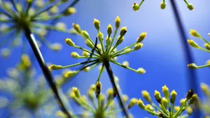 植物高清大图宽屏壁纸_10