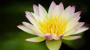 植物高清大图宽屏壁纸_11