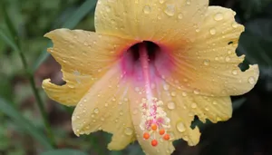 雨后木芙蓉花图片