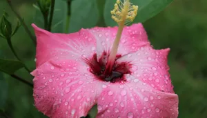 雨后木芙蓉花图片_2