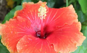 雨后木芙蓉花图片_3