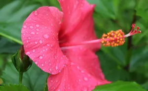 雨后木芙蓉花图片_4