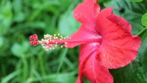 雨后木芙蓉花图片_5