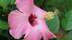 雨后木芙蓉花图片_6