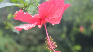 雨后木芙蓉花图片_7