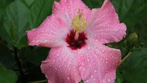 雨后木芙蓉花图片_8