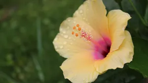 雨后木芙蓉花图片_9