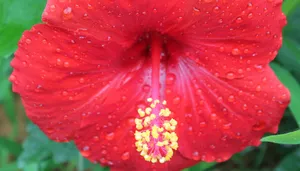 雨后木芙蓉花图片_10