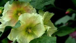 蜀葵花图片