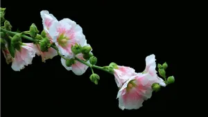 蜀葵花图片_2