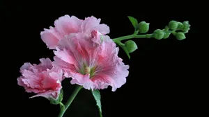 蜀葵花图片_3