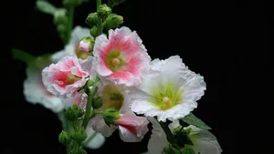 蜀葵花图片_4