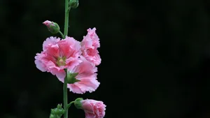 蜀葵花图片_5