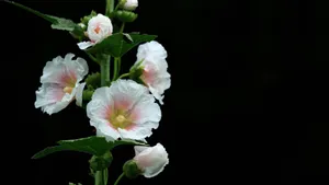 蜀葵花图片_6