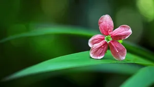 绿色植物朦胧壁纸_2