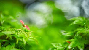 绿色植物朦胧壁纸_3