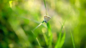 绿色植物朦胧壁纸_4