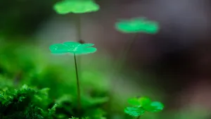 绿色植物朦胧壁纸_5