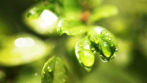 绿色植物朦胧壁纸_7