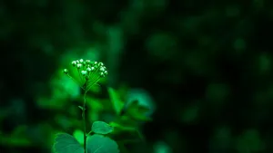 绿色植物朦胧壁纸_8