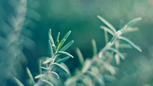 绿色植物朦胧壁纸_10