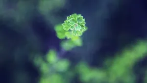 绿色植物朦胧壁纸_11