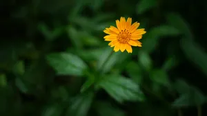 绿色植物朦胧壁纸_12