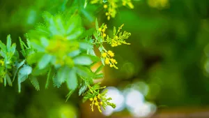 绿色植物朦胧壁纸_13