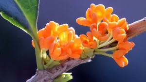 香飘飘的桂花图片_2